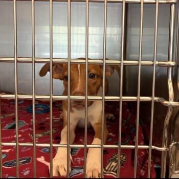 J. Lennon -  Mixed Breed Dog for Adoption in Asheville, North Carolina - J. Lennon | PetCurious
