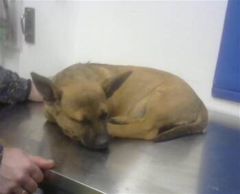 Chihuahua and Mixed Breed Dogs Available for Adoption in Albuquerque, New Mexico - ELOISE | PetCurious