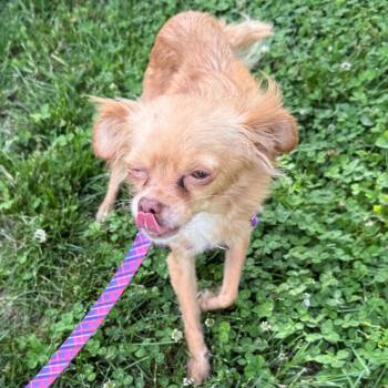 Hattie -  Chihuahua Dog for Adoption in Hudson, Illinois - Hattie | PetCurious