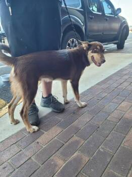 Carmello -  Mixed Breed Dog for Adoption in Lawrenceburg, Tennessee - Carmello | PetCurious