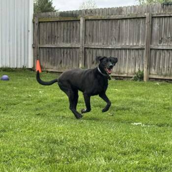 Black Labrador Retriever Dogs Available for Adoption in Tipton, Indiana - Rona | PetCurious
