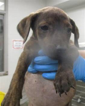 Pit Bull Terrier Dogs Available for Adoption in Oklahoma City, Oklahoma - A472728 | PetCurious