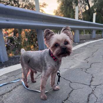 Yorkshire Terrier Dogs Available for Adoption - Coconutty | PetCurious