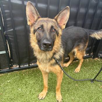 King Business -  German Shepherd Dog Dog for Adoption in Charlottesville, Virginia - King Business | PetCurious