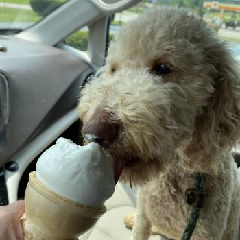 Emma -  Miniature Poodle and Golden Retriever Dog for Adoption in Sparta, New Jersey - Emma | PetCurious