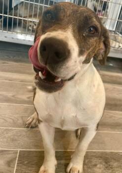 Beagle and Basset Hound Dogs Available for Adoption in Nashville, Georgia - Whisper | PetCurious