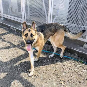 Emil -  German Shepherd Dog Dog for Adoption in Oakland, California - Emil | PetCurious