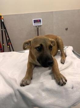 Fa -  Pit Bull Terrier and Mixed Breed Dog for Adoption in Honolulu, Hawaii - Fa | PetCurious