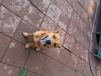 Chow Chow and German Shepherd Dog Dogs Available for Adoption in Memphis, Tennessee - Rollie | PetCurious