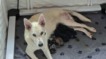 Shepherd Dogs Available for Adoption in Denver, Colorado - Aki | PetCurious