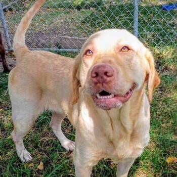 Rosie -  Labrador Retriever Dog for Adoption in Houston, Texas - Rosie | PetCurious