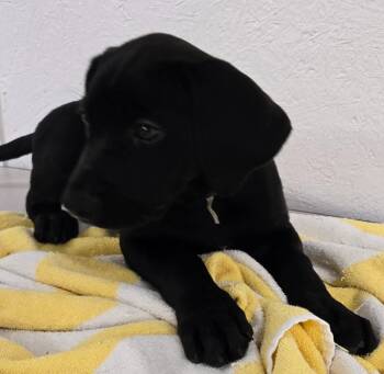 NICK -  Retriever and Great Dane Dog for Adoption in Sandusky, Ohio - NICK | PetCurious