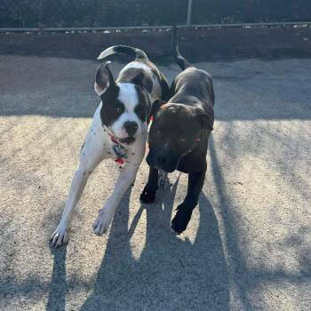 Pookiebutt -  Mixed Breed Dog for Adoption in Edwardsville, Illinois - Pookiebutt | PetCurious