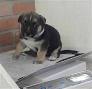 German Shepherd Dog Dogs Available for Adoption in Houston, Texas - A2072371 | PetCurious