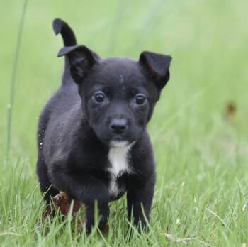 Chihuahua and Terrier Dogs Available for Adoption in Mechanicsburg, Pennsylvania - Birdie | PetCurious