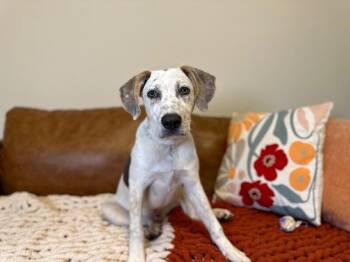 Drake Darling -  Pit Bull Terrier and Pointer Dog for Adoption in Friendswood, Texas - Drake Darling | PetCurious