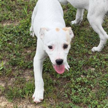 Pudge (Yellow) -  Mixed Breed Dog for Adoption in Blairsville, Georgia - Pudge (Yellow) | PetCurious
