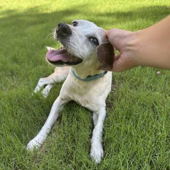 Flo -  Jack Russell Terrier and Mixed Breed Dog for Adoption in Rock Hill, South Carolina - Flo | PetCurious