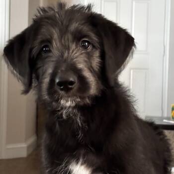 Harrison -  Labradoodle and Catahoula Leopard Dog Dog for Adoption in Krum, Texas - Harrison | PetCurious