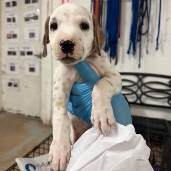 Kirk -  Dalmatian Dog for Adoption in Edinburg, Texas - Kirk | PetCurious