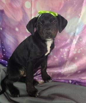 Rhonda -  Rottweiler and Pit Bull Terrier Dog for Adoption in Sedalia, Colorado - Rhonda | PetCurious
