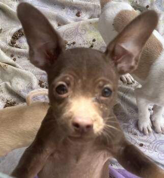 Pretzel -  Chihuahua Dog for Adoption in Longmont, Colorado - Pretzel | PetCurious
