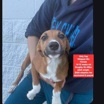 Girly Pop -  Whippet Dog for Adoption in Oviedo, Florida - Girly Pop | PetCurious