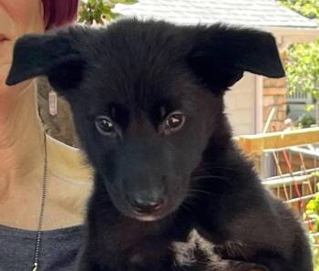 CODY -  Labrador Retriever and Shepherd Dog for Adoption in Broomfield, Colorado - CODY | PetCurious