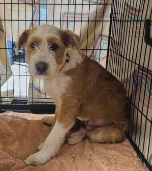 Cookie -  Mixed Breed Dog for Adoption in Bridgewater, New Jersey - Cookie | PetCurious