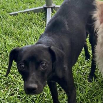 Janelle -  Chihuahua and Dachshund Dog for Adoption in Las Vegas, Nevada - Janelle | PetCurious