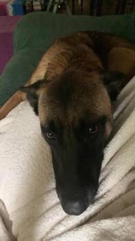 Kingston - located in OR -  Belgian Shepherd Malinois Dog for Adoption in Imlay City, Michigan - Kingston - Located In OR | PetCurious