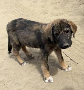 Prince Charmont -  Shepherd and Husky Dog for Adoption in Fresno, California - Prince Charmont | PetCurious