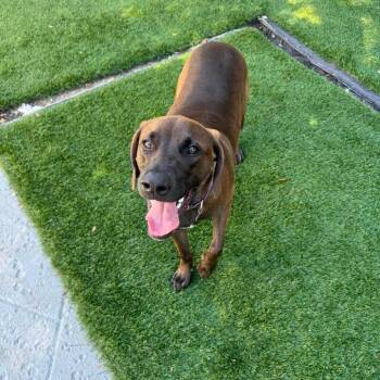 Eddie (Lord) -  Hound Dog for Adoption in Pinellas Park, Florida - Eddie (Lord) | PetCurious
