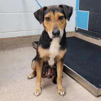 Rescue Mixed Breed Dogs for Adoption in Ardmore, Oklahoma - Candy | PetCurious