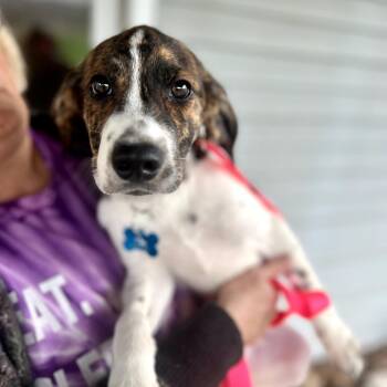 Beagle and Mixed Breed Dogs Available for Adoption in Campton Hills, Illinois - Pocono | PetCurious