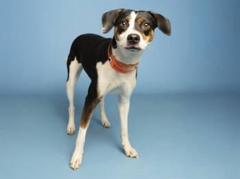 Beagle and Pit Bull Terrier Dogs Available for Adoption in Phoenix, Arizona - CINNAMON | PetCurious