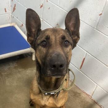 German Shepherd Dog and Mixed Breed Dogs Available for Adoption in Saint Joseph, Missouri - Thanos | PetCurious