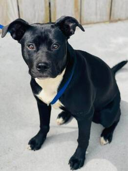 AC-4599 "Oreo" -  Labrador Retriever Dog Available for Adoption in Conyers, Georgia - AC-4599 "Oreo" | PetCurious