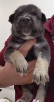 A659305 -  German Shepherd Dog Dog for Adoption in Houston, Texas - A659305 | PetCurious