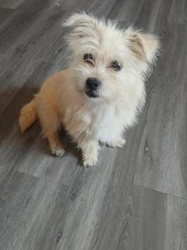 Poppy -  Maltese and Chihuahua Dog for Adoption in Gilmer, Texas - Poppy | PetCurious