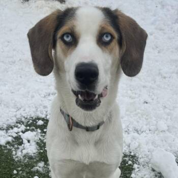 Hound Dogs Available for Adoption - Birria | PetCurious