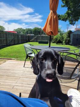 Dilly -  Mixed Breed Dog for Adoption - Dilly | PetCurious