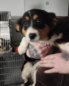 Corgi Dogs Available for Adoption in Egg Harbor City, New Jersey - Corgi Pup - Female  | PetCurious