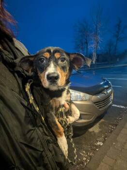 Mixed Breed Dogs Available for Adoption in Vaudreuil-dorion, Quebec - Rockwell | PetCurious