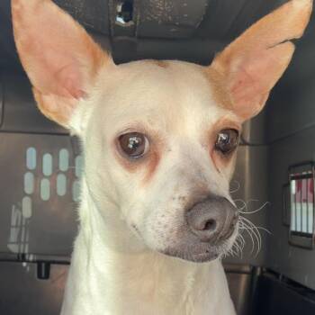 Bailey -  Chihuahua Dog for Adoption in Bronson, Florida - Bailey | PetCurious