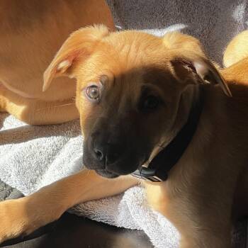 Black Mouth Cur Dogs Available for Adoption - Horton | PetCurious