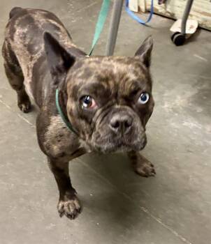 NALA -  French Bulldog Dog for Adoption in Santa Cruz, California - NALA | PetCurious