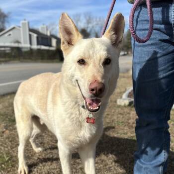 Husky and Shepherd Dogs Available for Adoption - Buttermilk | PetCurious