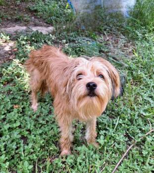 Mazati WA14590-T -  Schnauzer Dog for Adoption in Missouri City, Texas - Mazati WA14590-T | PetCurious