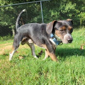 Briar -  Beagle and Mixed Breed Dog for Adoption in Cabot, Arkansas - Briar | PetCurious